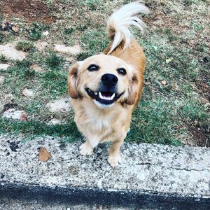 Portrait of dog standing outdoors