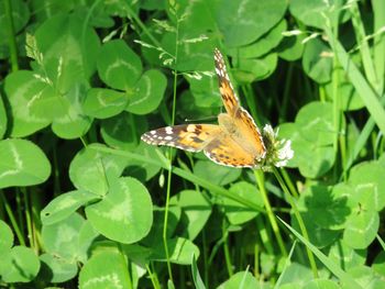 Butterfly pollinating flower