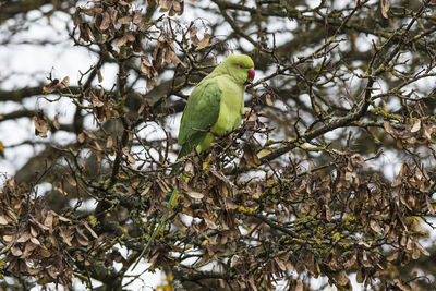 Low angle view of parrot perching on tree