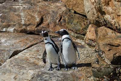 Penguins at st. croix island in south africa