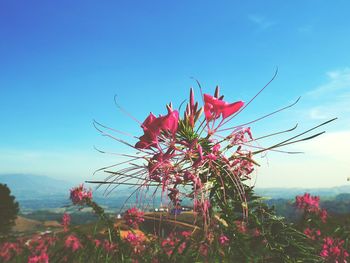 Pink flowers blooming on tree against clear sky