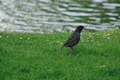 Bird perching on a grass