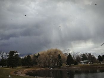 Birds flying over the sky