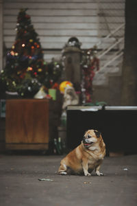 Dog sitting on christmas tree