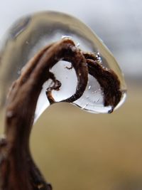 Close-up of snake