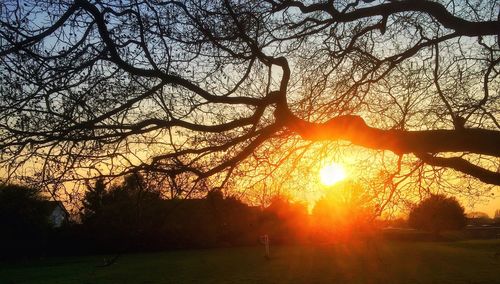 Close-up of tree against sunset sky