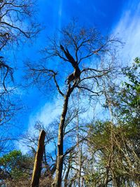 Low angle view of bare tree against blue sky