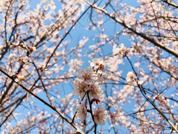 Low angle view of cherry blossoms against sky