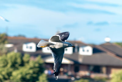 Close-up of seagull flying