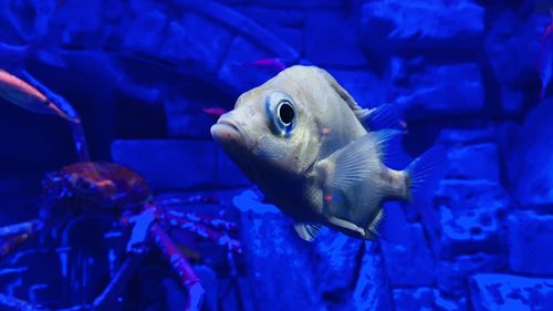 Close-up of fish swimming in aquarium