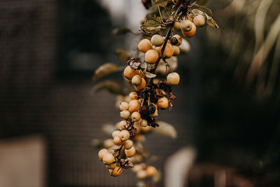 Close-up of berries growing on tree