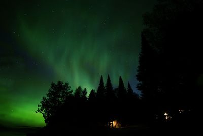 Low angle view of trees against sky at night