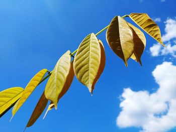 Low angle view of yellow leaves against sky