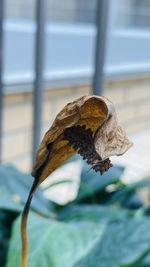 Close-up of dry leaf on plant