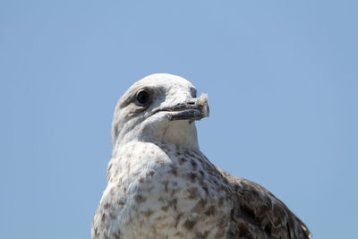 Low angle view of owl perching against clear sky