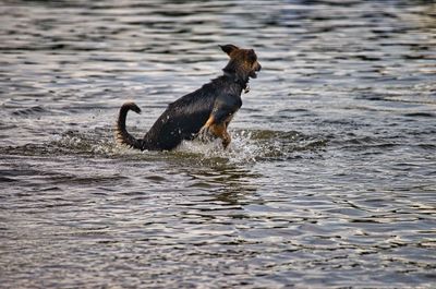 Dog running in water