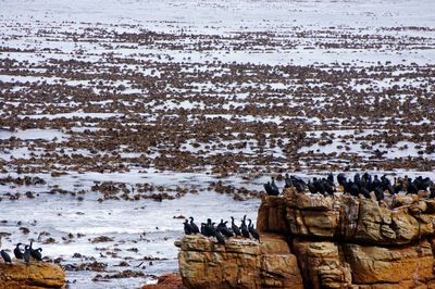 View of birds in water during winter