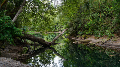 Scenic view of forest