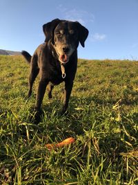 Dog on field