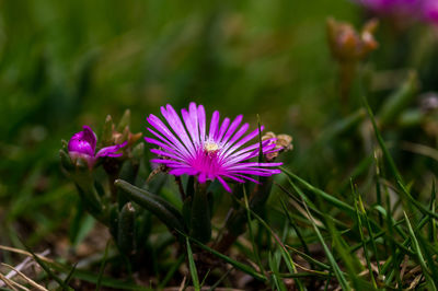 Close-up of purple flowering plant on field