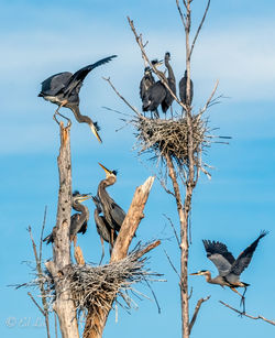 Low angle view of bird perching on tree against sky