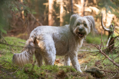 Portrait of dog standing on land