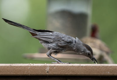 Catbird eating along the deck.