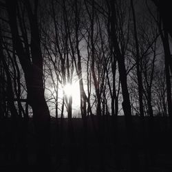 Silhouette trees at sunset