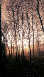 Silhouette trees on landscape against sky