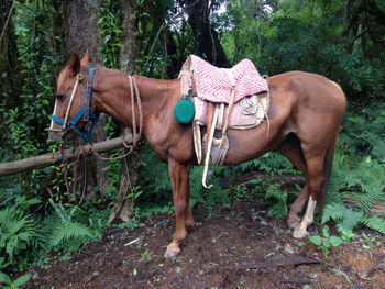 Horse standing by tree
