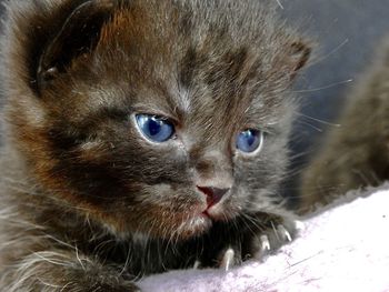 Close-up portrait of black cat