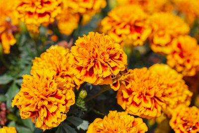 Close-up of orange marigold flowers