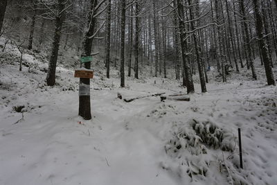 Trees on snow covered field during winter