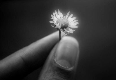 Close-up of dandelion flower