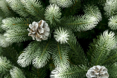 Full frame shot of pine tree