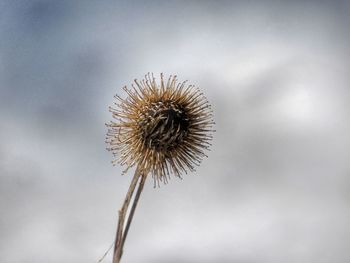 Close-up of wilted dandelion against white background