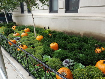 View of pumpkins on sunny day