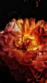 Close-up of orange rose on black background