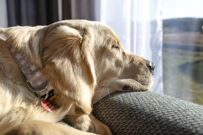 A young male golden retriever lies on the couch backrest in the rays sun in living room of the home.