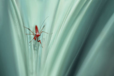 Close-up of insect