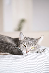 Portrait of a cat resting