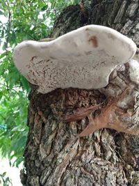 Close-up of tree trunk