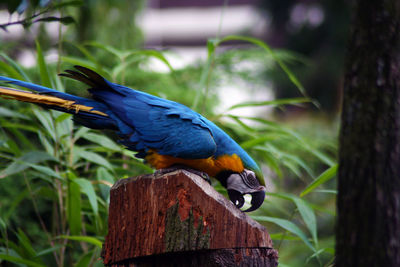 Close-up of a bird