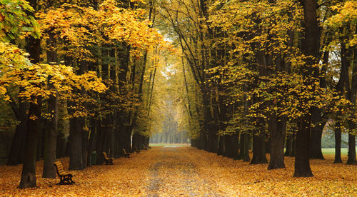 Footpath amidst trees in park during autumn