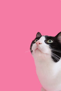 Portrait of cat against pink background