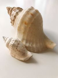 Close-up of seashell