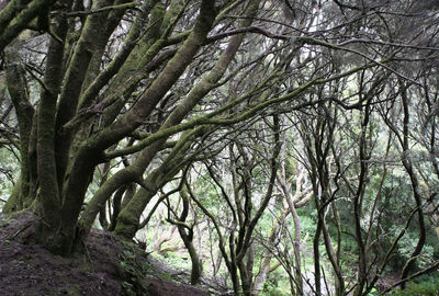 Trees in forest