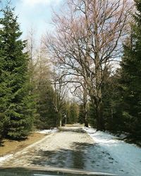 Road passing through forest