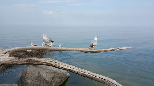 Seagulls perching on log against sea water in jack darling memorial park