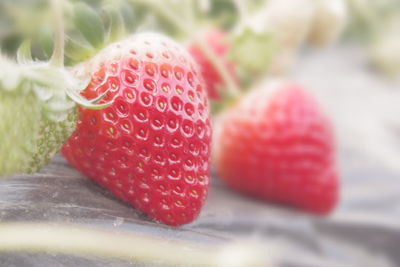 Close-up of strawberries